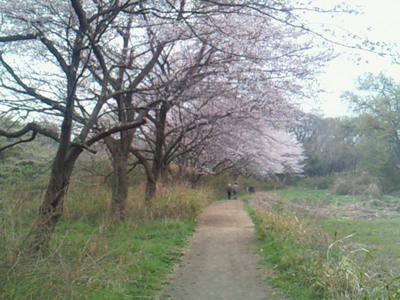 北本自然観察公園内の道沿いに桜が植わっているところ